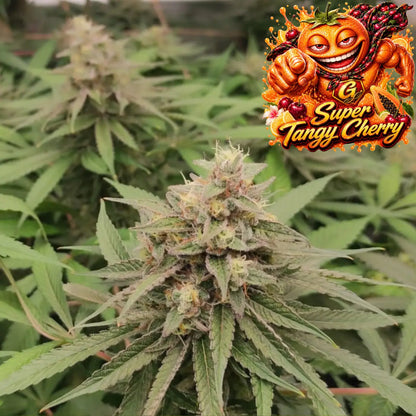 Super Tangy Cherry feminisiert