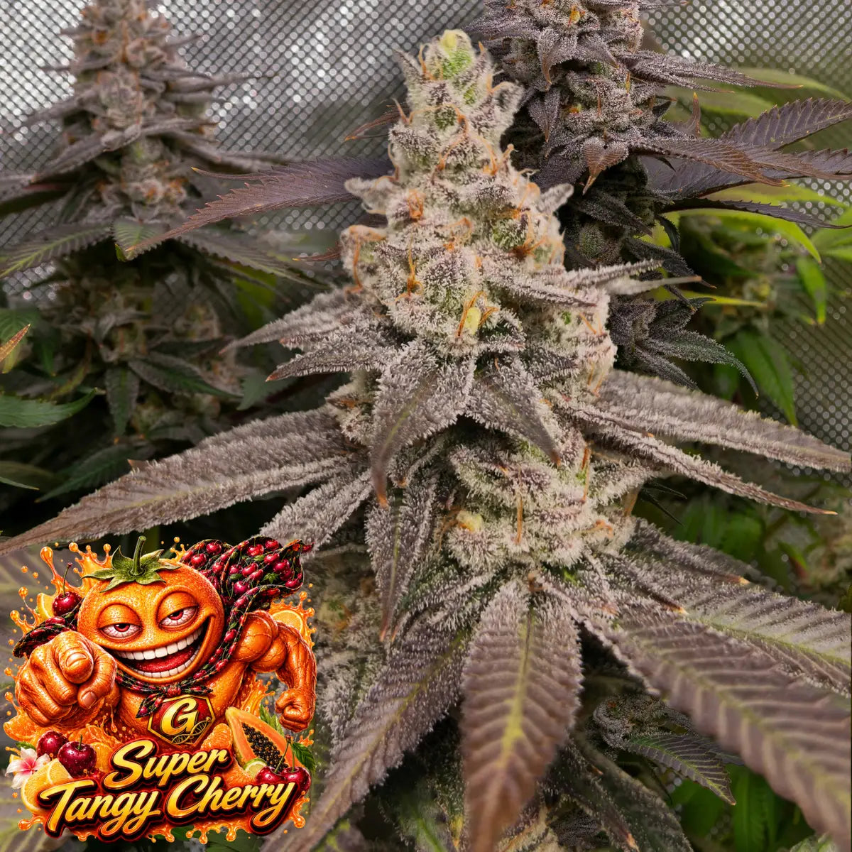 Super Tangy Cherry feminisiert