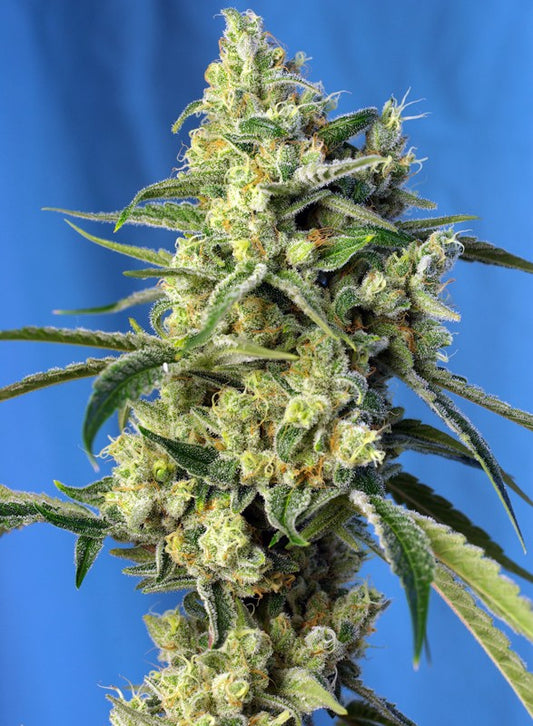 Sweet Amnesia Haze Headbud