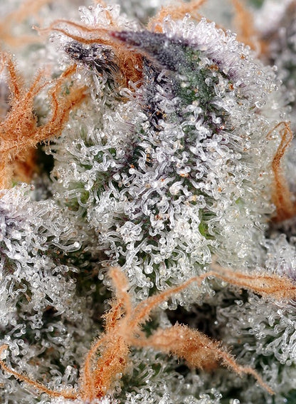 Sweet Cheese Trichome Nahaufnahme