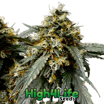 Toxic OG Headbud