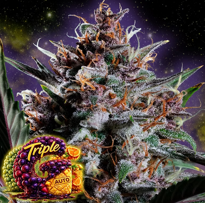Triple G Auto Good Genetix