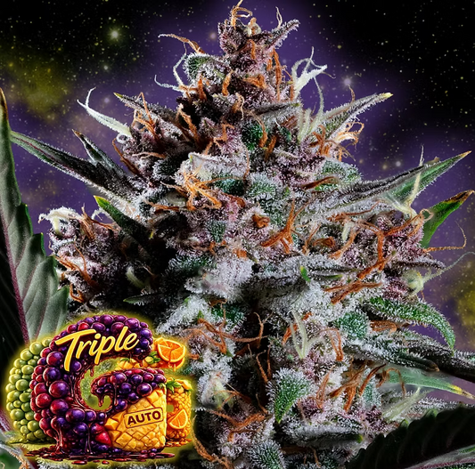 Triple G Auto Good Genetix