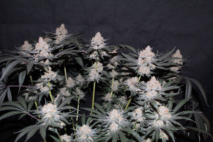 Tropicana Cookies Fast Flowering 1