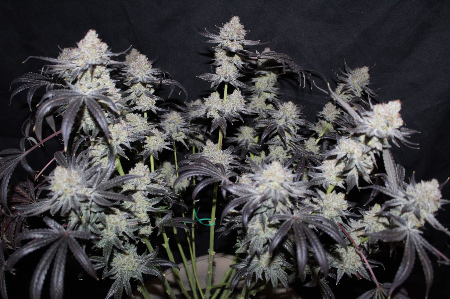 Tropicana Cookies Fast Flowering 2