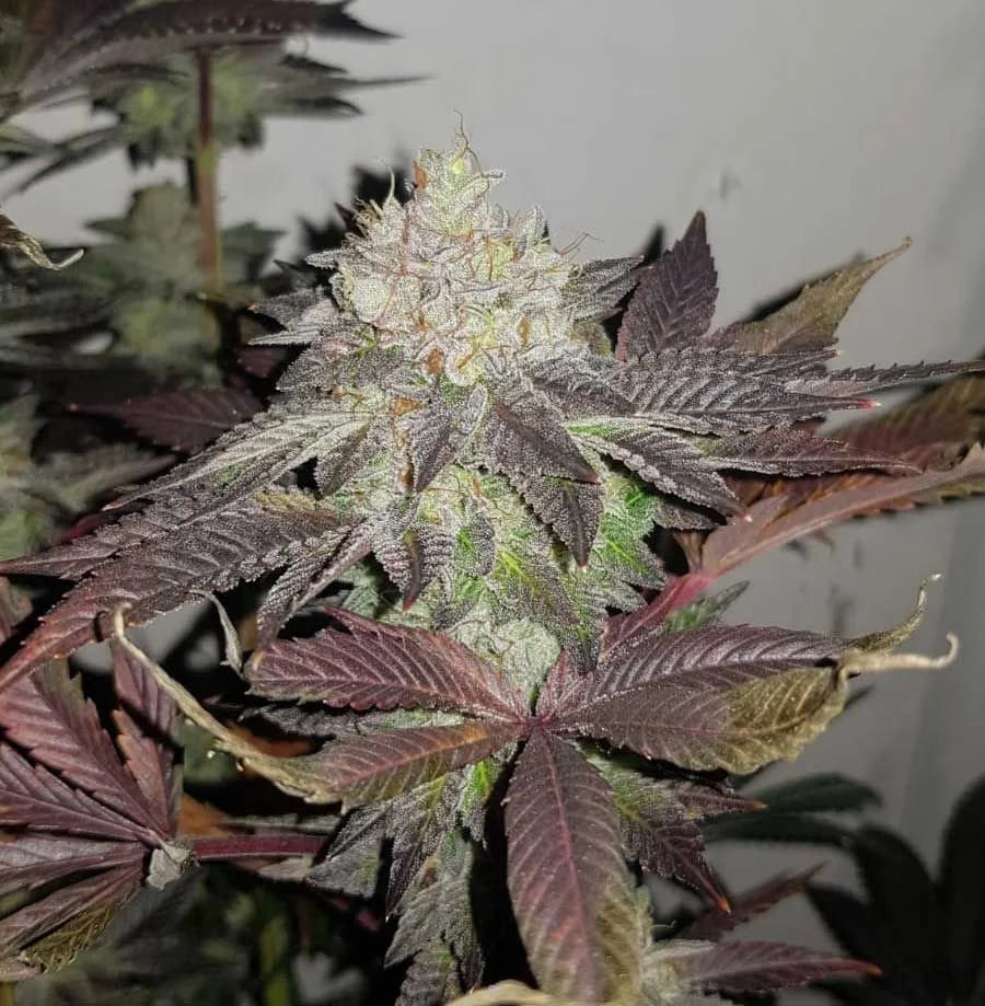 Comeback Kush Final von true canna genetics