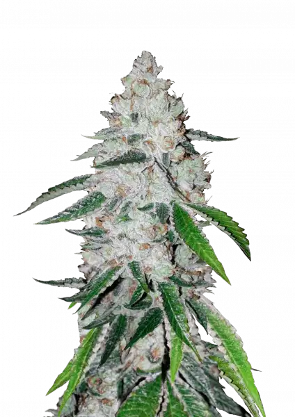 west_coast_og_front