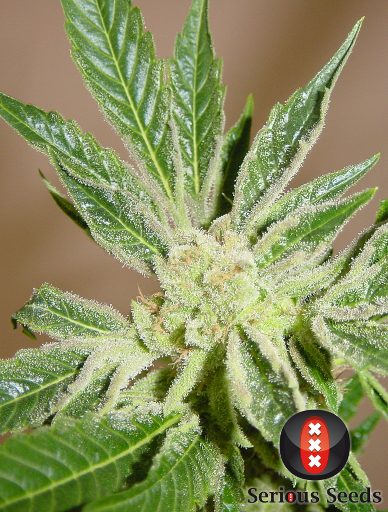 White Russian