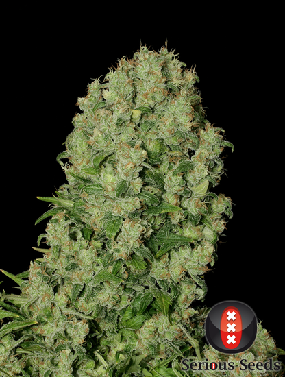 White Russian
