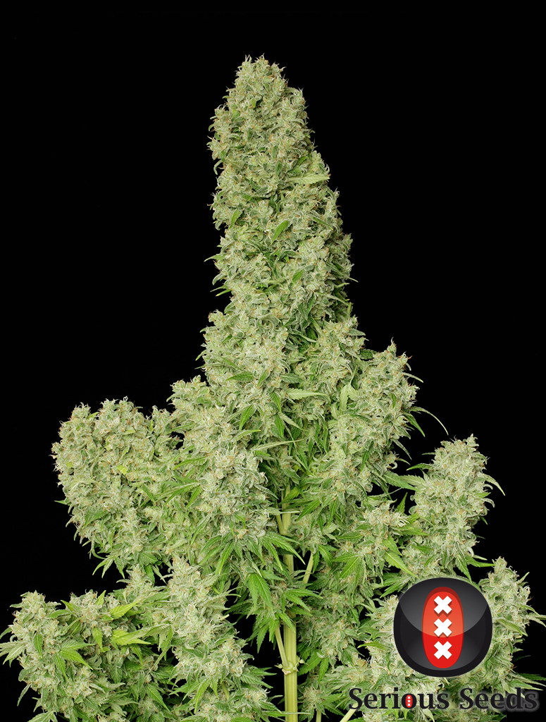 White Russian