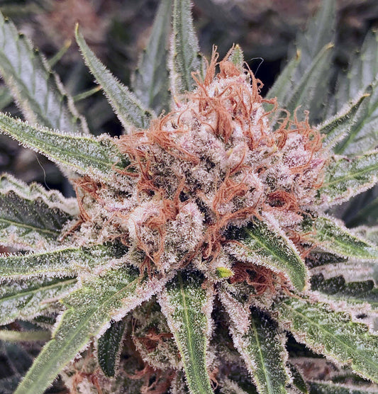 Zamaldelica Bud