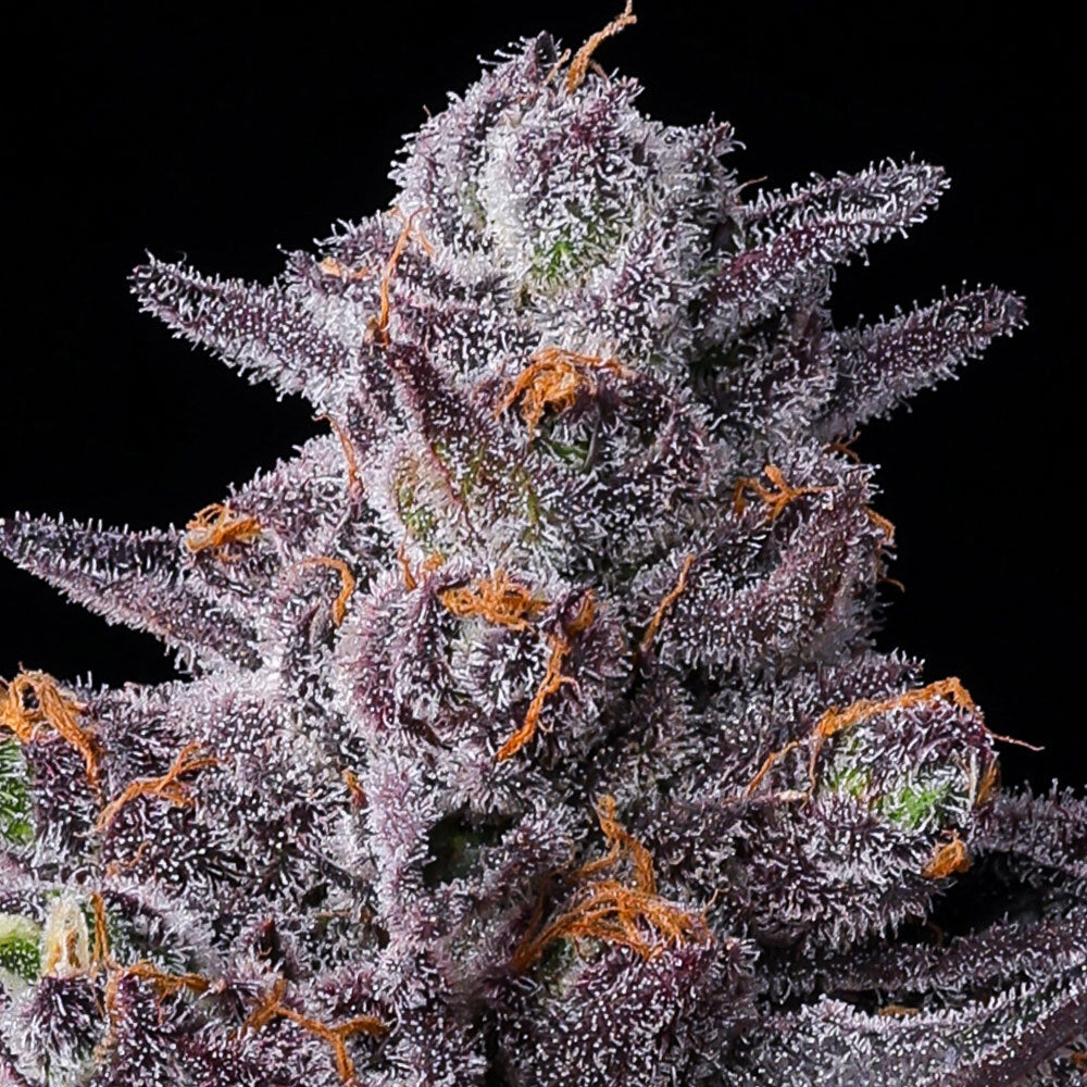 Zillions Strain Bud Barneys Farm