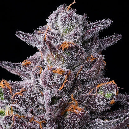 Zillions Strain Bud Barneys Farm