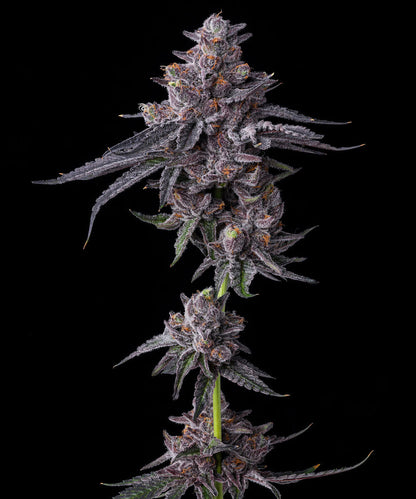 Zillions Strain Plant Barneys Farm